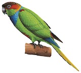 Ochre-marked Parakeet Illustration