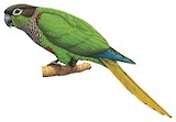 Blaze-winged Parakeet Illustration