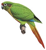 Maroon-bellied Parakeet Illustration