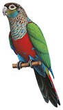 Crimson-bellied Parakeet Illustration