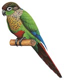 Green-cheeked Parakeet Illustration