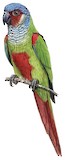 Pfrimer's Parakeet Illustration