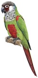 Grey-breasted Parakeet Illustration