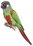 White-eared Parakeet Illustration