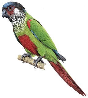 Painted Parakeet