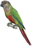 Santarem Parakeet Illustration