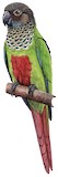 Bonaparte's Parakeet Illustration