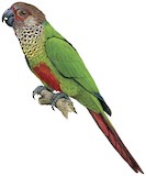 Rose-fronted Parakeet Illustration