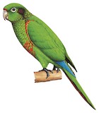 Santa Marta Parakeet Illustration