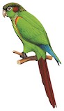 Fiery-shouldered Parakeet Illustration