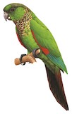 Maroon-tailed Parakeet Illustration