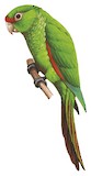 El Oro Parakeet Illustration