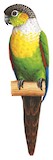 White-breasted Parakeet Illustration