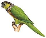 Black-capped Parakeet Illustration