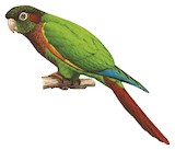 Flame-winged Parakeet Illustration