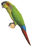 Blood-eared Parakeet Illustration