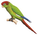 Rose-crowned Parakeet Illustration