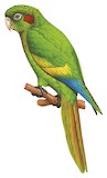 Sulphur-winged Parakeet Illustration