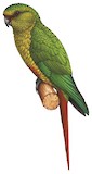 Austral Parakeet Illustration