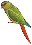 Slender-billed Parakeet Illustration