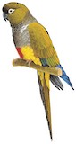 Burrowing Parrot Illustration