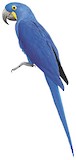 Hyacinth Macaw Illustration