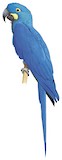 Lear's Macaw Illustration