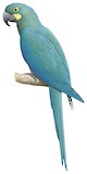 Glaucous Macaw Illustration