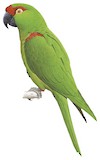 Thick-billed Parrot Illustration