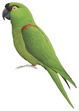 Maroon-fronted Parrot Illustration