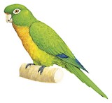 Olive-throated Parakeet Illustration