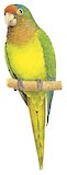 Orange-fronted Parakeet Illustration