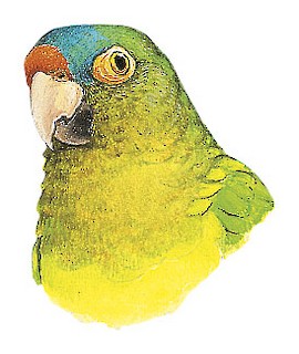 Eupsittula canicularis clarae