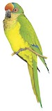 Peach-fronted Parakeet Illustration