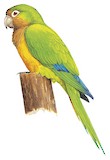 Caatinga Parakeet Illustration