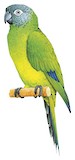 Dusky-headed Parakeet Illustration