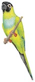 Nanday Parakeet Illustration