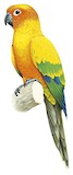 Sun Parakeet Illustration