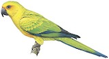 Sulphur-breasted Parakeet Illustration