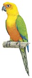 Jandaya Parakeet Illustration