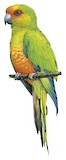 Golden-capped Parakeet Illustration