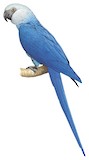 Spix's Macaw Illustration