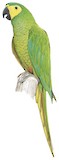 Red-bellied Macaw Illustration