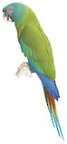 Blue-headed Macaw Illustration