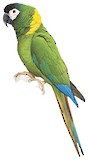 Golden-collared Macaw Illustration