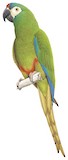 Blue-winged Macaw Illustration