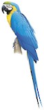 Blue-and-yellow Macaw Illustration