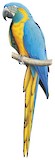 Blue-throated Macaw Illustration