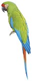 Military Macaw Illustration