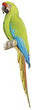 Great Green Macaw Illustration